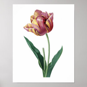 Impressão botânico do original da TULIPA por