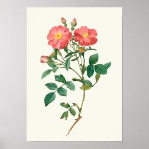 Impressão botânico do rosa do rosa do vintage