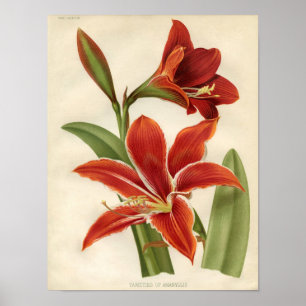 Impressão botânico do vintage - Amaryllis
