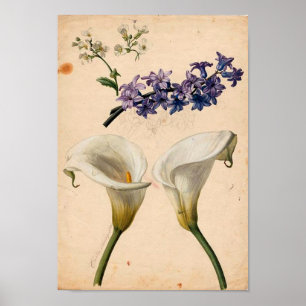 Impressão botânico do vintage do lírio de Calla