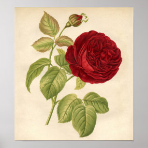 Impressão botânico do vintage - rosa vermelha