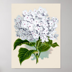 Impressão botânico - Hydrangea branco