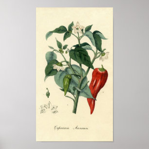 Impressão botânico - pimentão - capsicum ânuo