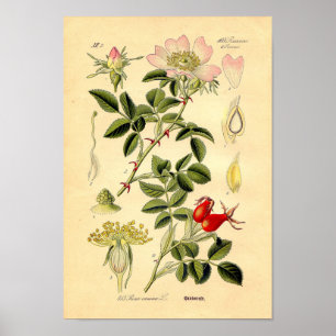 Impressão botânico - rosa de cão (Rosa Canina)