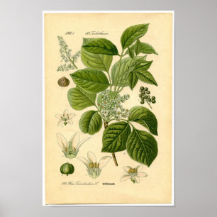 Impressão botânico - toxidendro (Toxicodendron)