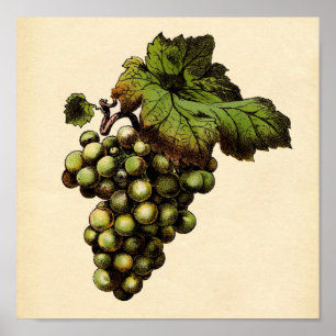 Impressão botânico - Uva branca