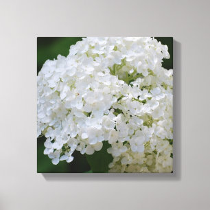 Impressão branco das canvas do Hydrangea