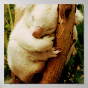 Impressão branco do poster do urso de Koala