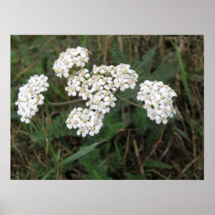 Impressão branco dos Wildflowers