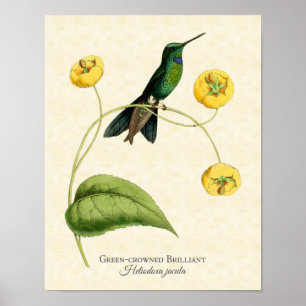 Impressão brilhante coroado verde da arte do