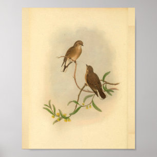 Impressão Brown Western Microeca Bird Vintage