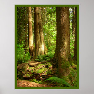 Impressão canadense da arte da floresta da costa