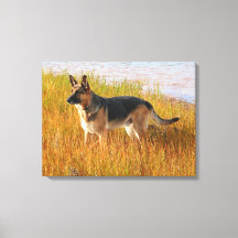 Impressão Canvas german shepherd