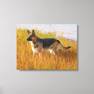 Impressão Canvas german shepherd