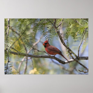 Impressão cardinal