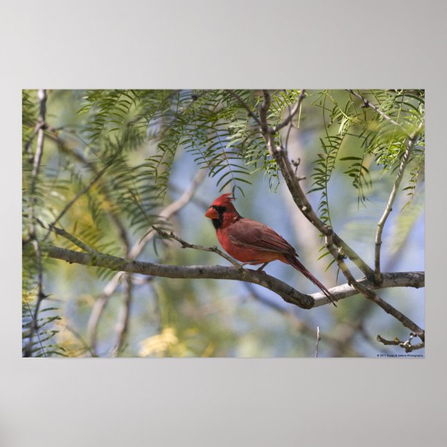 Impressão Cardinal (Frente)