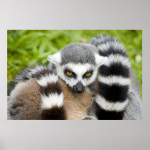 Impressão - cauda bonito de Stripey do Lemur