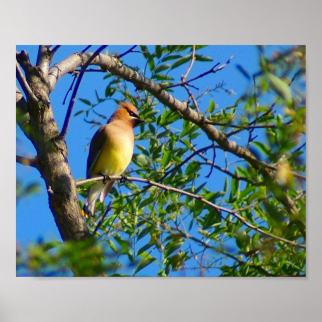 Impressão Cedar Waxwing (Frente)