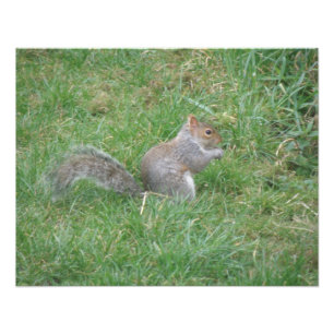 Impressão cinzento macio da foto do esquilo