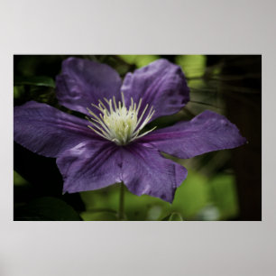 Impressão Clematis 8510