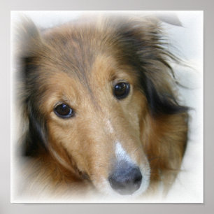 Impressão Collie Canvas