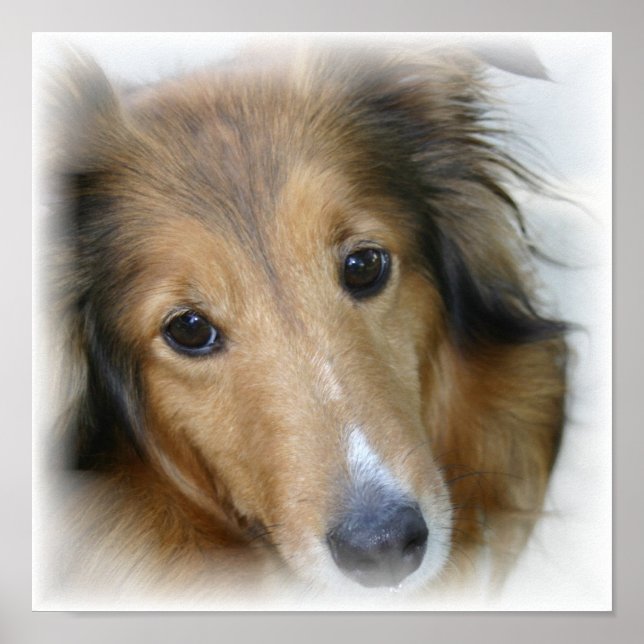 Impressão Collie Canvas (Frente)