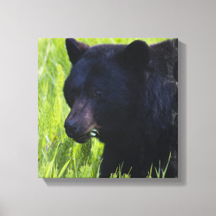 Impressão com fome das canvas do urso preto
