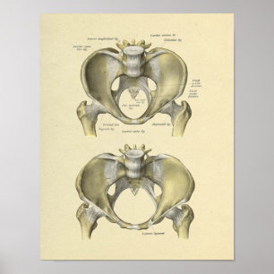 Impressão comum lombar dos ossos da anatomia da