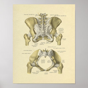 Impressão comum lombar dos ossos da anatomia da