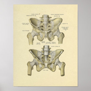 Impressão comum lombar dos ossos da anatomia da