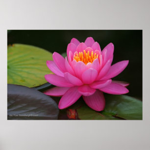 Impressão cor-de-rosa da flor de Lotus