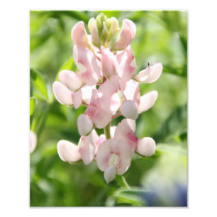 Impressão cor-de-rosa da foto do Bluebonnet