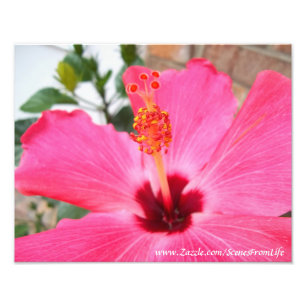 Impressão cor-de-rosa da foto do hibiscus
