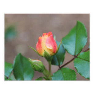 Impressão cor-de-rosa da foto dos botões