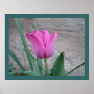 Impressão cor-de-rosa da tulipa
