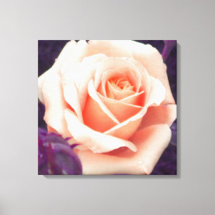 Impressão cor-de-rosa das canvas do pêssego