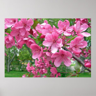 Impressão cor-de-rosa das flores