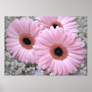 Impressão cor-de-rosa dos Gerberas