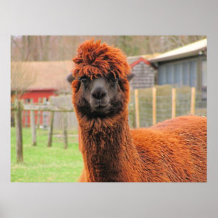 Impressão curioso do ~ da alpaca