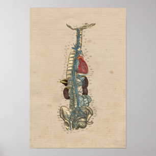 Impressão da anatomia 1841 do coração das veias