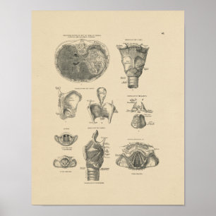 Impressão da anatomia 1880 da laringe do vintage