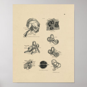 Impressão da anatomia 1880 da orelha do vintage