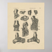Impressão da Anatomia Conjunta do Ankle Vintage 18