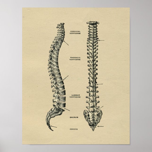 Impressão da Anatomia da coluna humana 1902 Vintag (Frente)