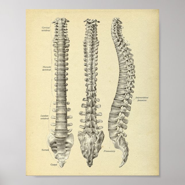 Impressão da Anatomia da Coluna Spinal (Frente)