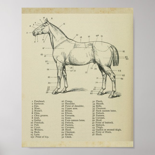 Impressão da Anatomia da Superfície do Cavalo (Frente)