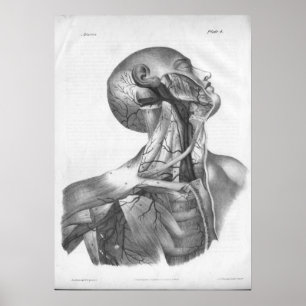 Impressão da anatomia das artérias da cabeça 18