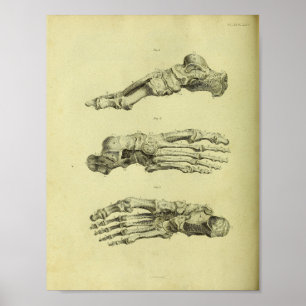 Impressão da anatomia de 1824 ossos de pé humano