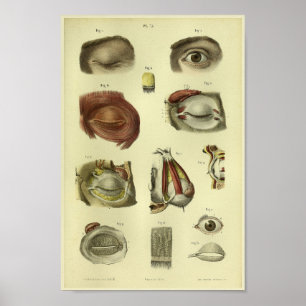 Impressão da anatomia do olho 1866 humano