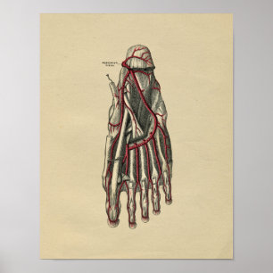 Impressão da Anatomia do Pé Humano 1902